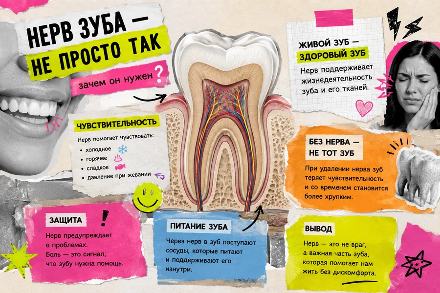 Коллаж — функции зубного нерва
